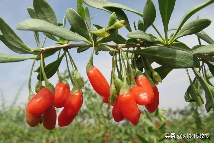 茄科植物有哪些(常见茄科植物推荐)