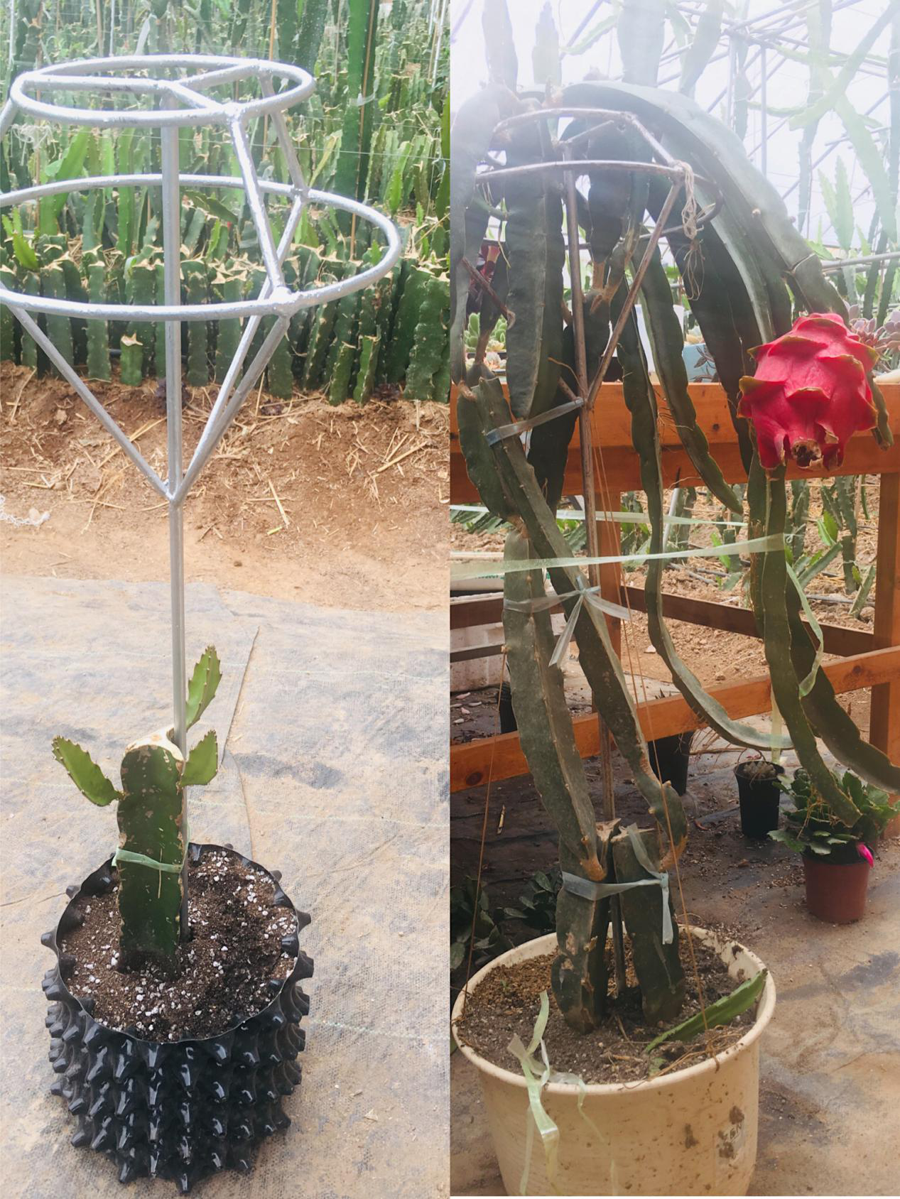 家庭火龙果树的种植方法与时间