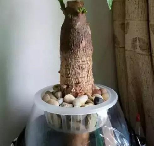 水培发财树能活多久