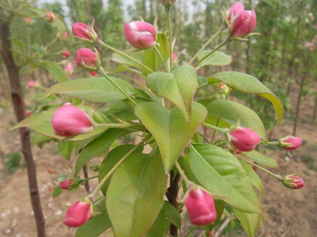 木瓜海棠花期施什么肥(海棠中最名贵的品种)