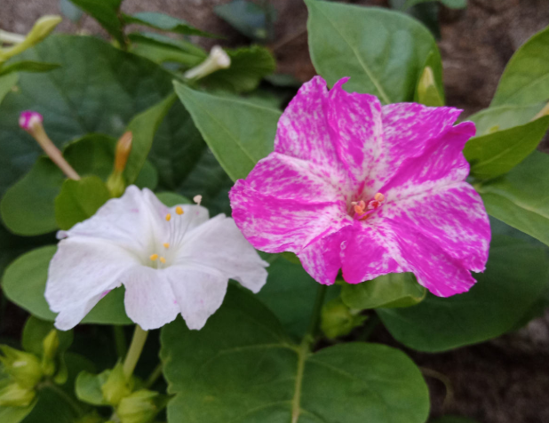 紫茉莉种子种植方法(茉莉的修剪及注意事项)