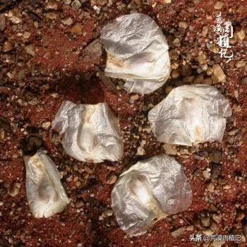 百岁兰怎么养(世界珍稀植物之一)