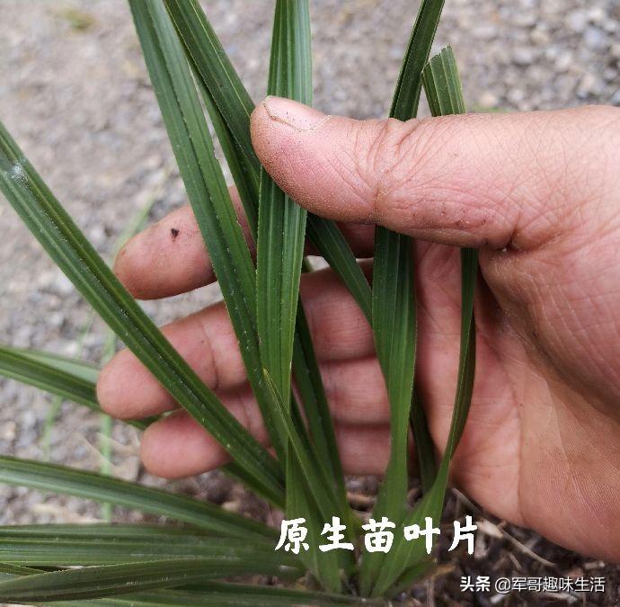 组培苗的优点和缺点(植物组培快繁技术)