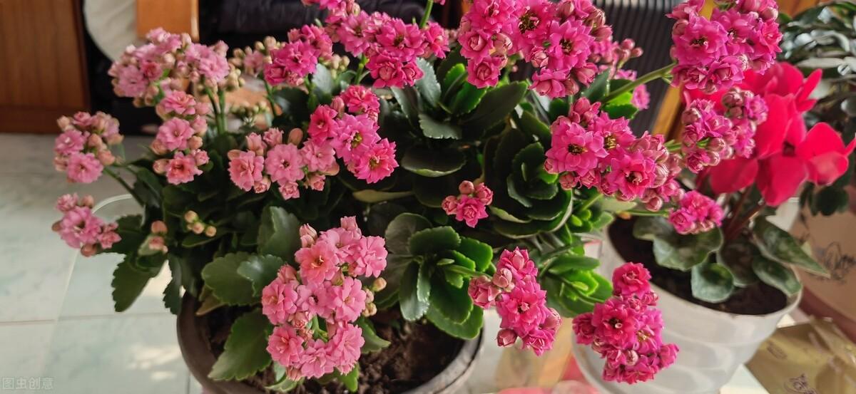 家里养长寿花有毒吗(长寿花养殖方法与技巧)
