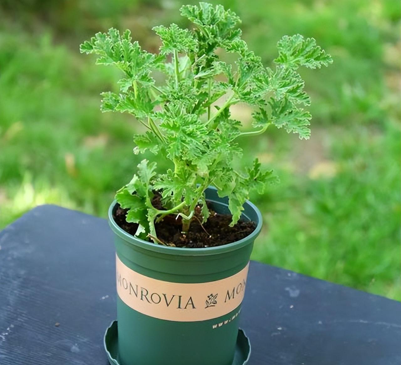 驱蚊草怎么养才能养好(推荐防蚊的植物花卉)