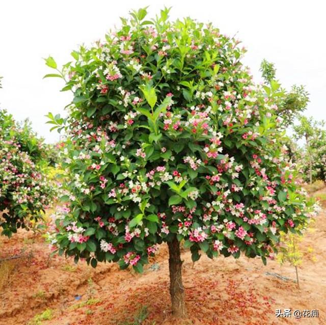 五彩锦带树花期多长(五彩锦带适合的地区种植)