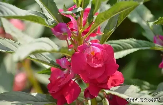 凤仙花的生长过程图片(凤仙花的生长变化记录)