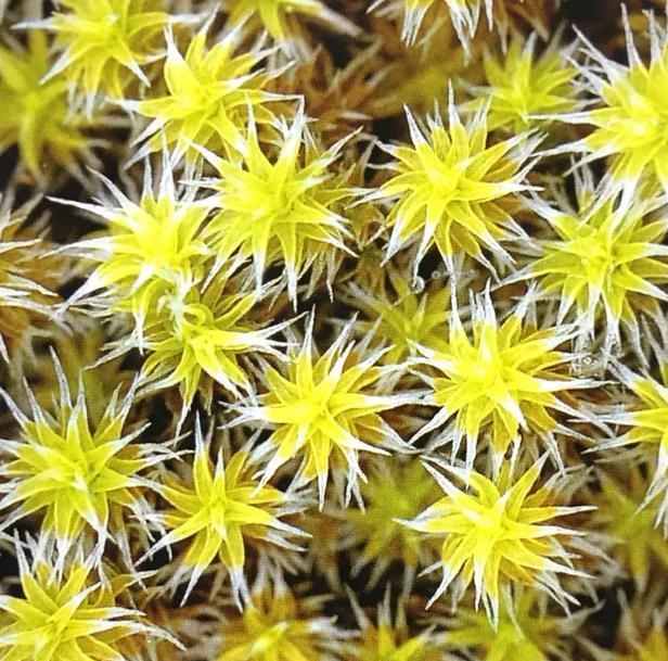 苔藓植物有哪些结构特点（常见的蕨类植物推荐）