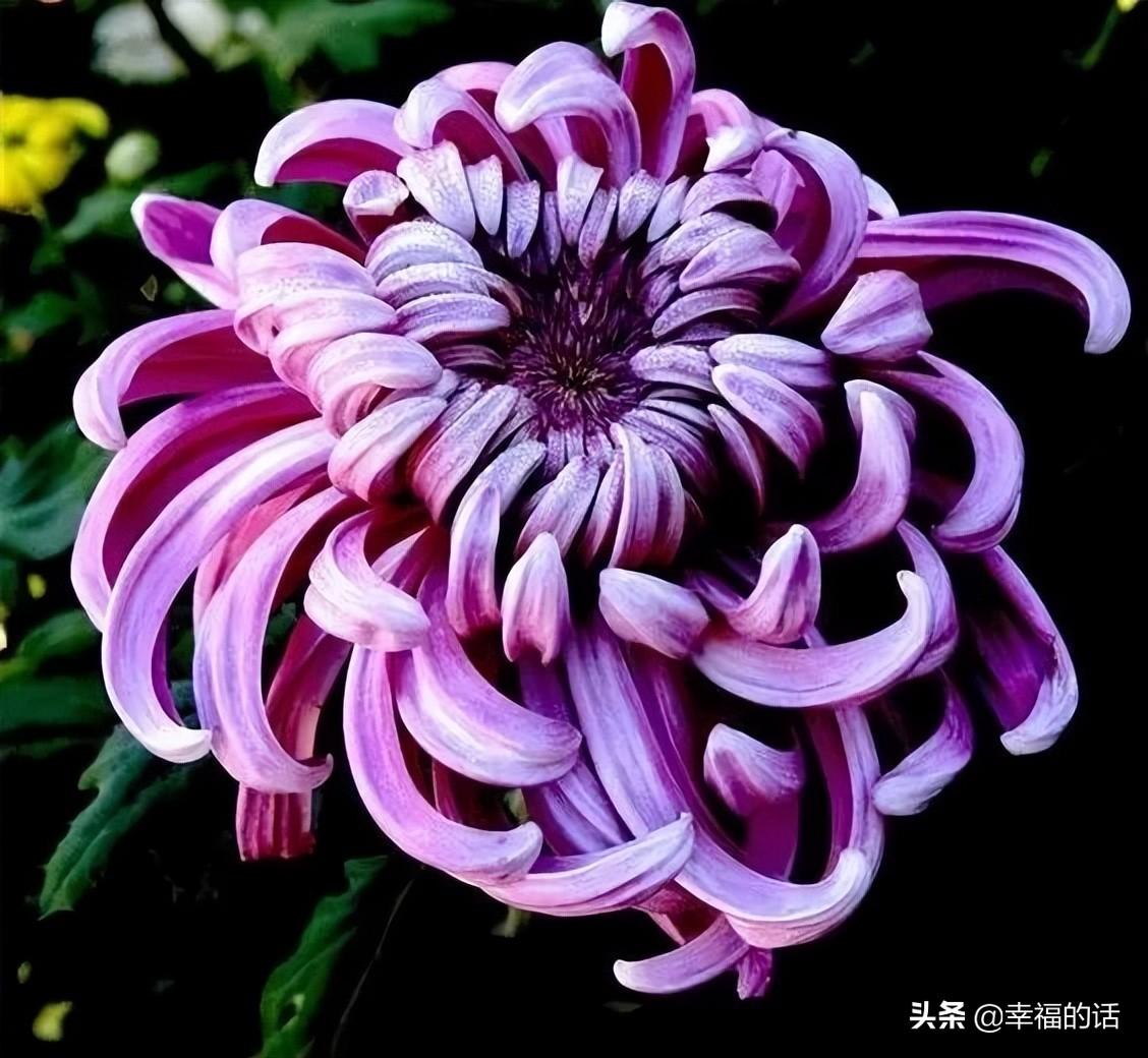 花中四君子是指什么花(梅兰竹菊四君子代表的意义)