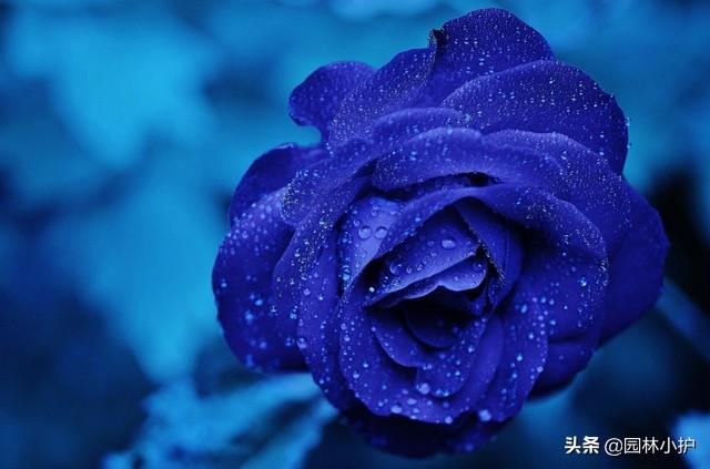 狗尾巴花的花语和寓意