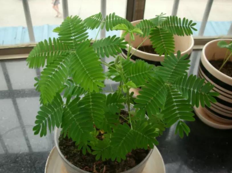 家里坚决不能养的花有哪些(最适合室内养的绿植)