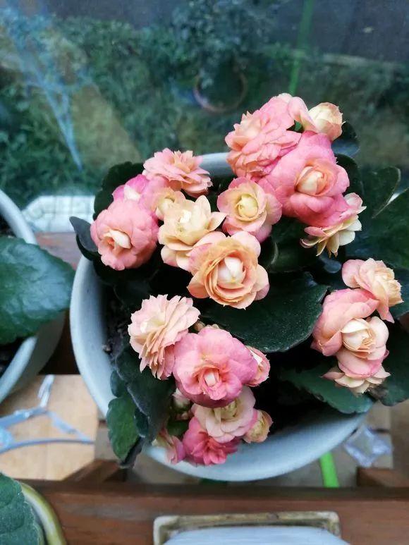 十二月开的花是什么花(关于十二月开的花寓意)