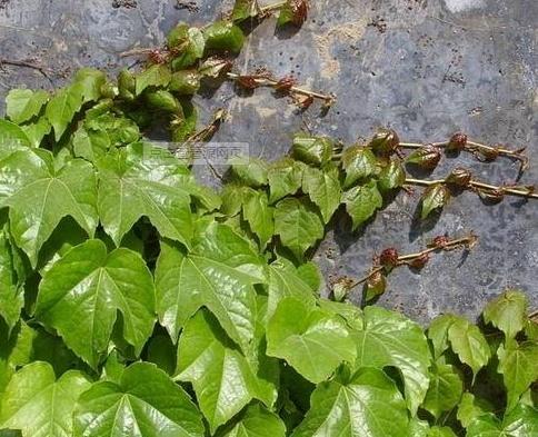 爬山虎植物的特征(最旺宅的爬藤植物)