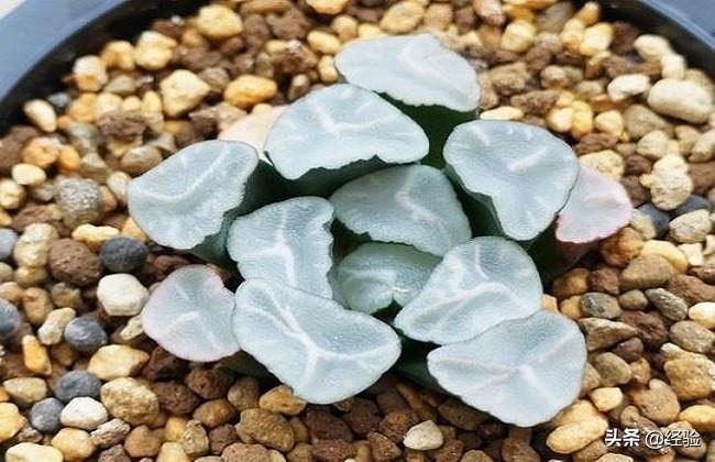 十大最贵多肉植物品种(植物肉肉的品种大全)