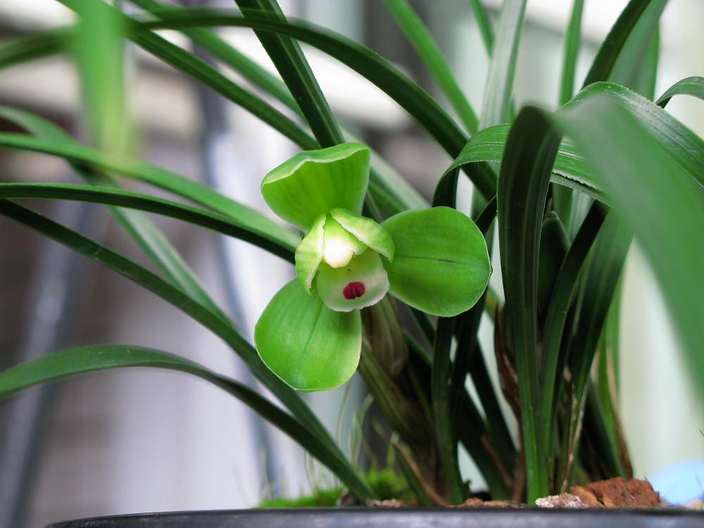 绿色的花有哪些及花名(常见的5种绿色花)