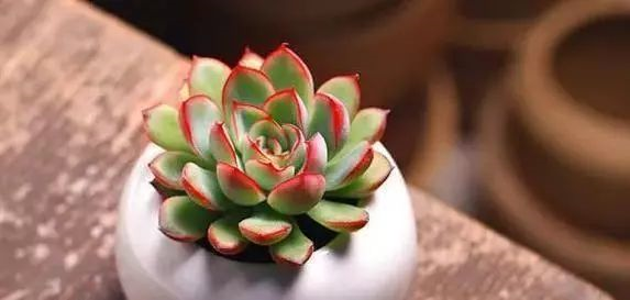 多肉盆栽怎么种植方法
