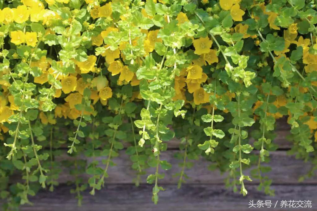 常绿植物有哪些(四季常绿庭院绿化树种)