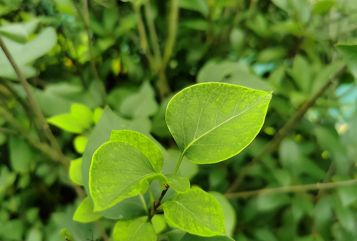 植物根的结构(讲解植物根系的三大特点)