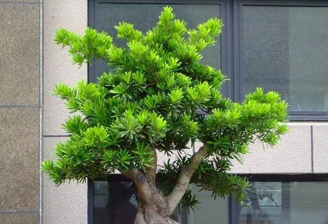 观赏树都有什么品种(分享庭院景观树种类)