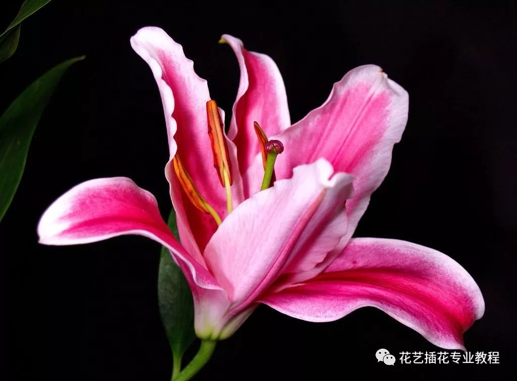 花朵的结构及功能(花的各部分结构和特点)