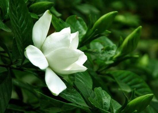 栀子花几天一浇水好