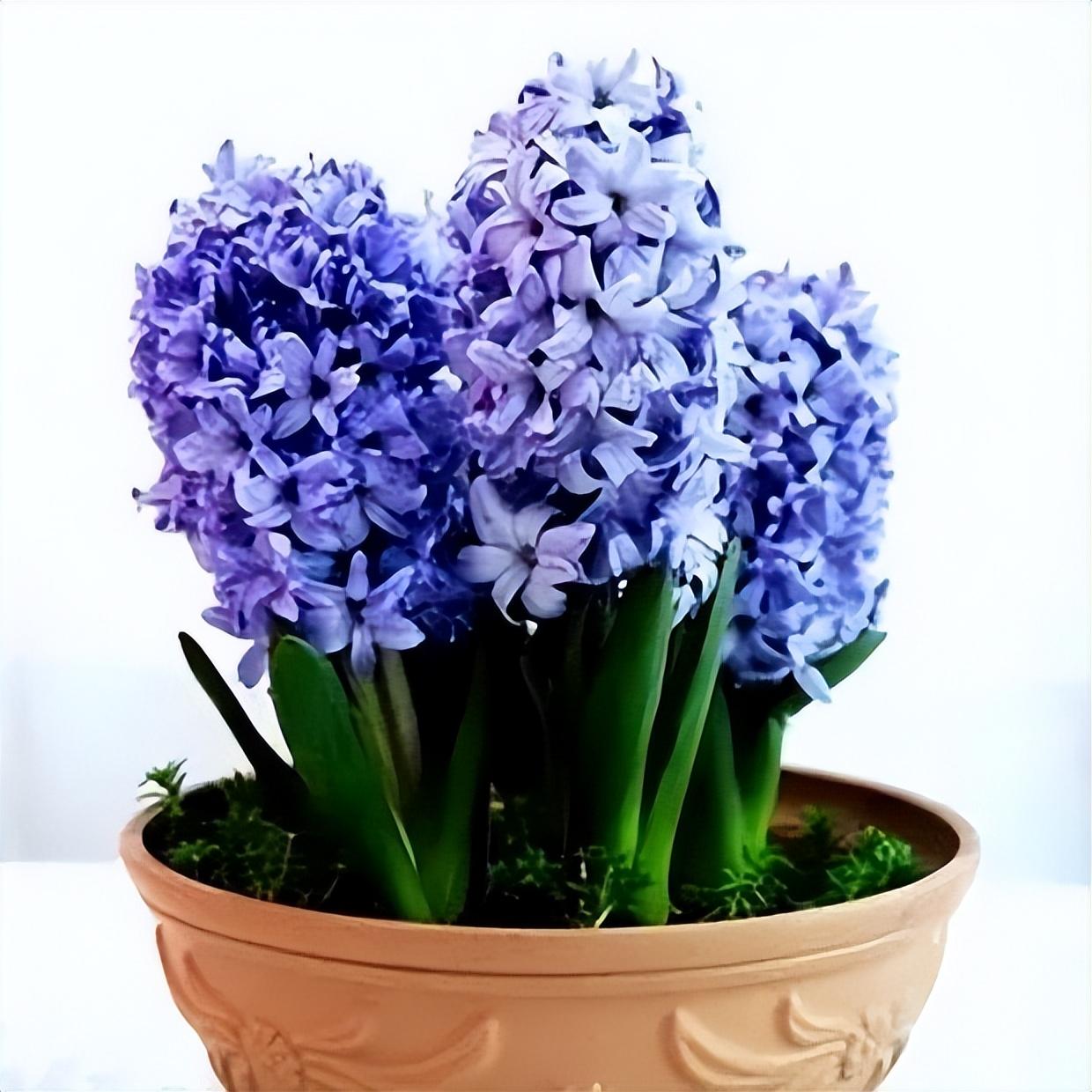 风信子球茎有毒吗怎么养(适合家里种的无毒的花)