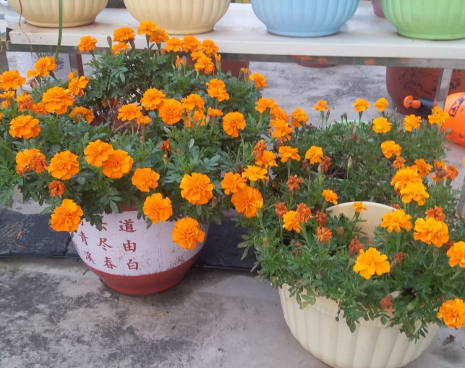 什么植物驱蚊效果好(驱蚊最好的植物排名)