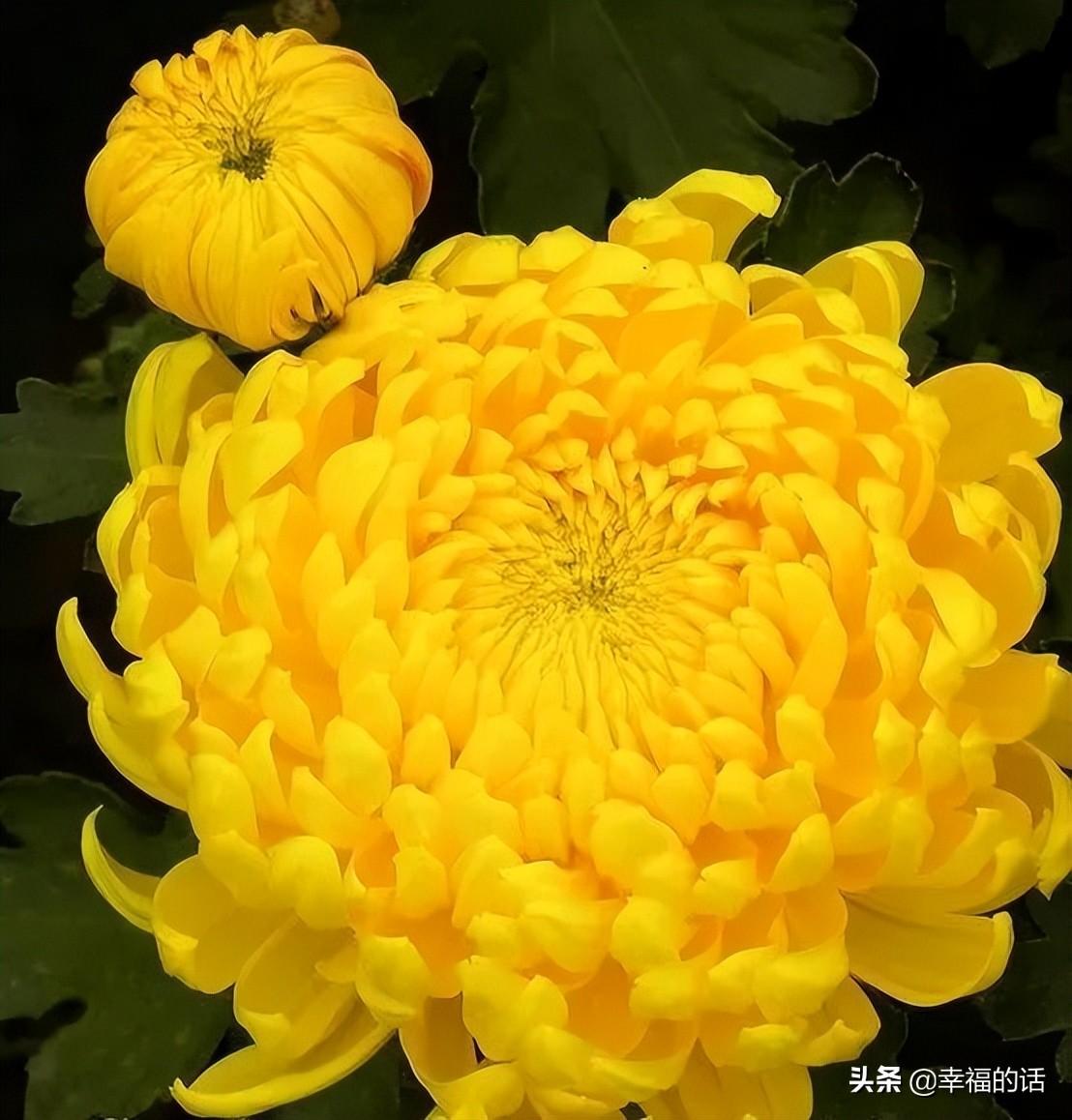 花中四君子是指什么花(梅兰竹菊四君子代表的意义)