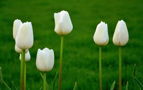 荷兰的国花是什么花(荷兰正式宣布的国花)