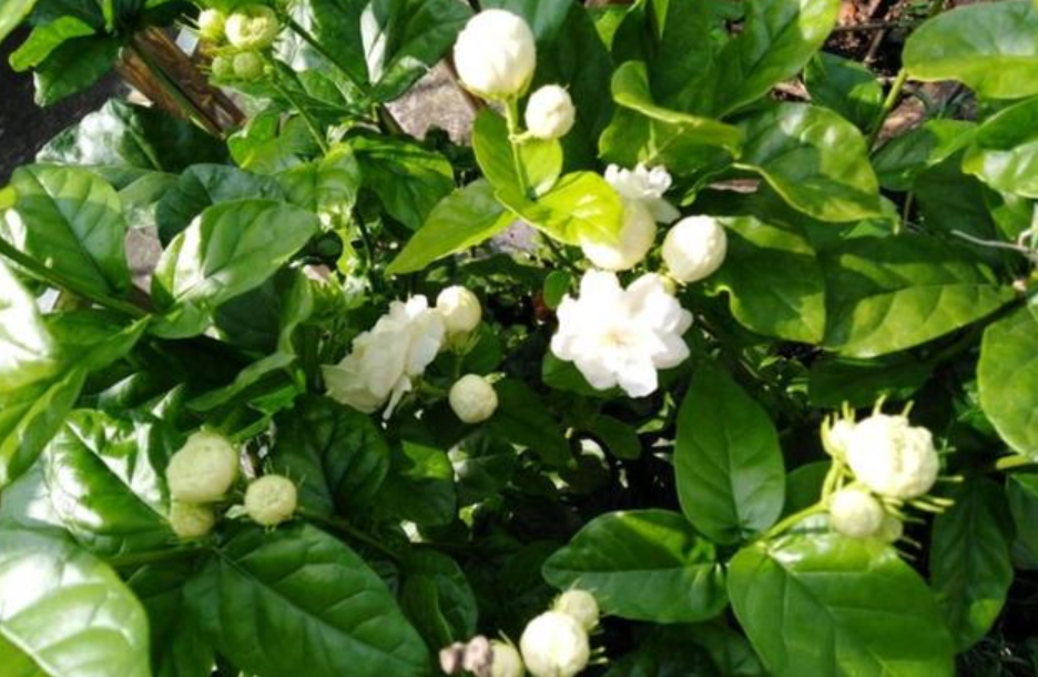 茉莉花的养殖方法和注意事项(茉莉多开花的诀窍)