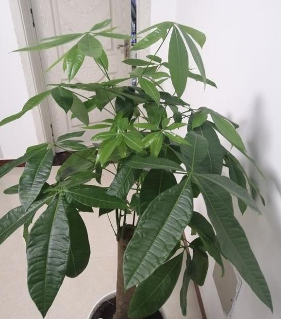 家里种的发财树叶子发黄怎么办(发财树绿植盆栽养护方法)