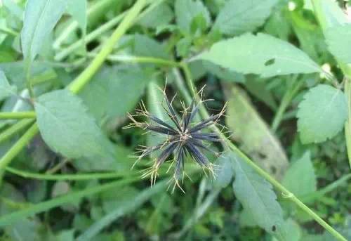 常见的植物有哪些(绿化路边花草品种)