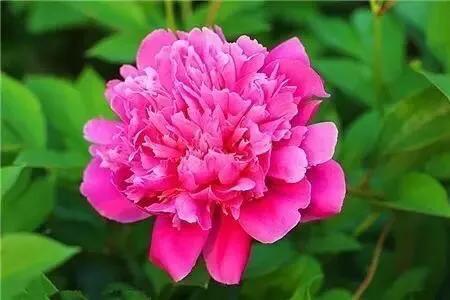 芍药品种介绍及图片(最受欢迎的芍药品种)