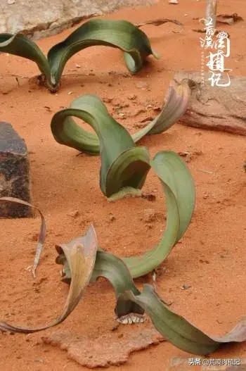 百岁兰怎么养(世界珍稀植物之一)
