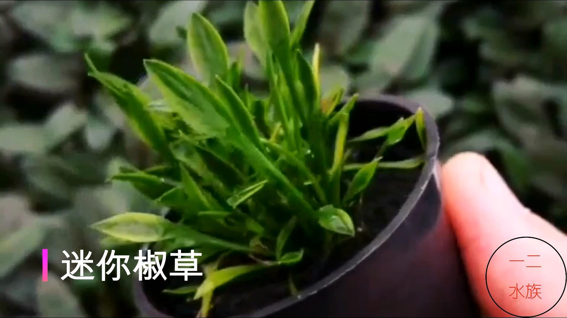 水草怎么养(常见水生植物品种)