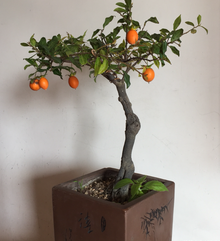 植物界超级寿星是什么植物(比较长寿的植物推荐)