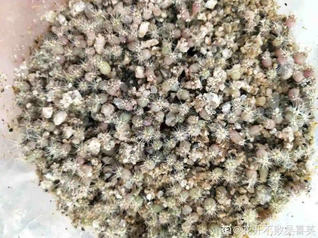 腊梅花种子的种植方法(关于梅花种植方法和时间)
