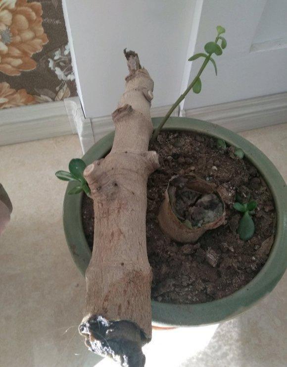 玉树摆放禁忌有哪些