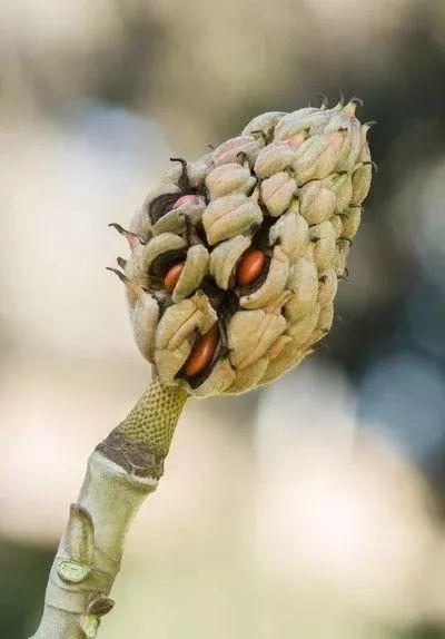 广玉兰的资料及介绍(最贵玉兰花的品种)