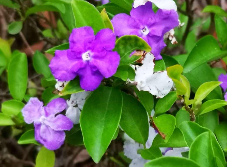 紫茉莉种子种植方法(茉莉的修剪及注意事项)