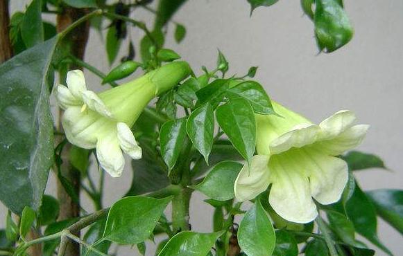 幸福树会开花吗