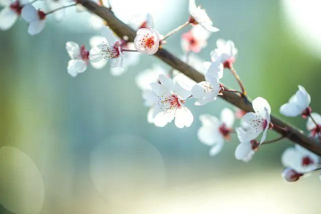 冬樱花几月开(各种樱花品种介绍)