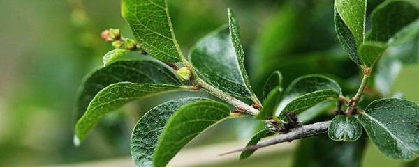 详细阅读:雀梅盆景好养吗(关于雀梅翻盆最佳时间) 雀梅盆景好养吗(关于雀梅翻盆最佳时间)