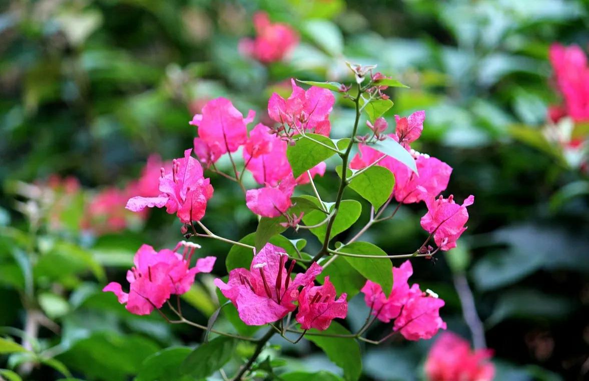 夏天有什么花会开(关于夏天最有代表性的花)