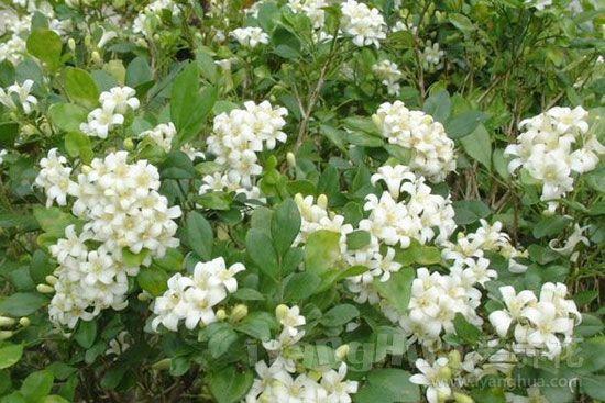 白色的花有哪些及花名(常见的白色花品种)