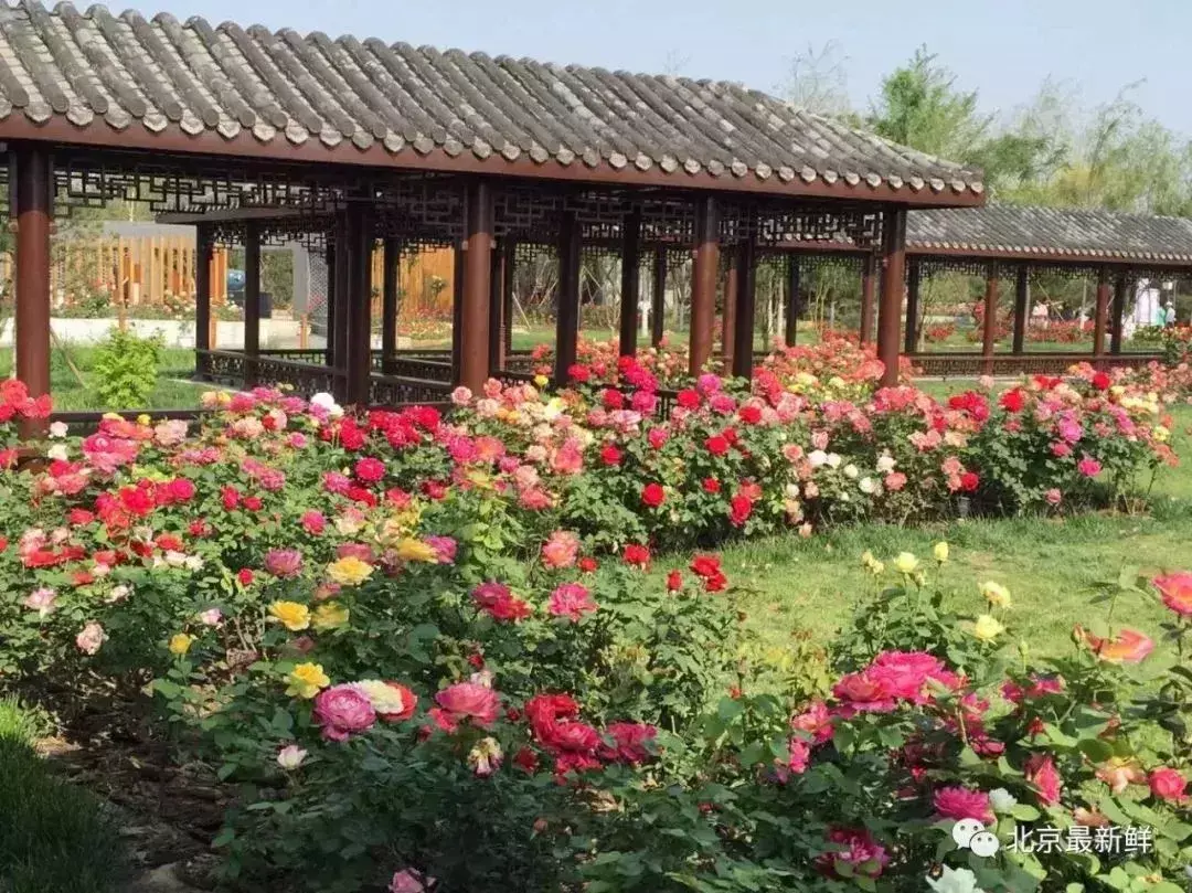 北京市花是什么花(北京的代表花介绍)