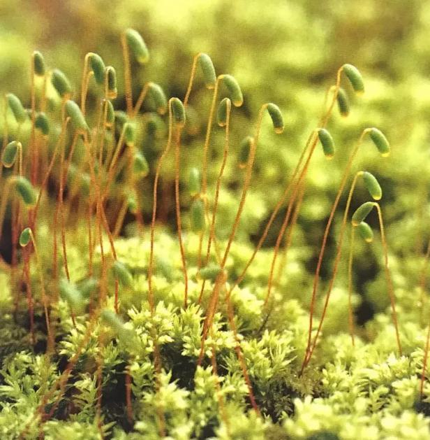 苔藓植物有哪些结构特点(常见的蕨类植物推荐)
