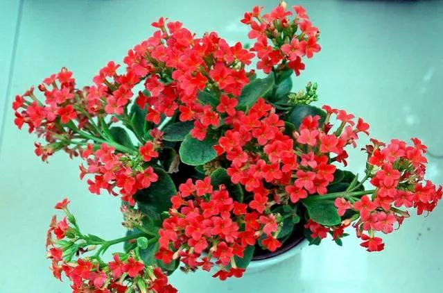 红色的花有哪些名称(红色花植物名大全)