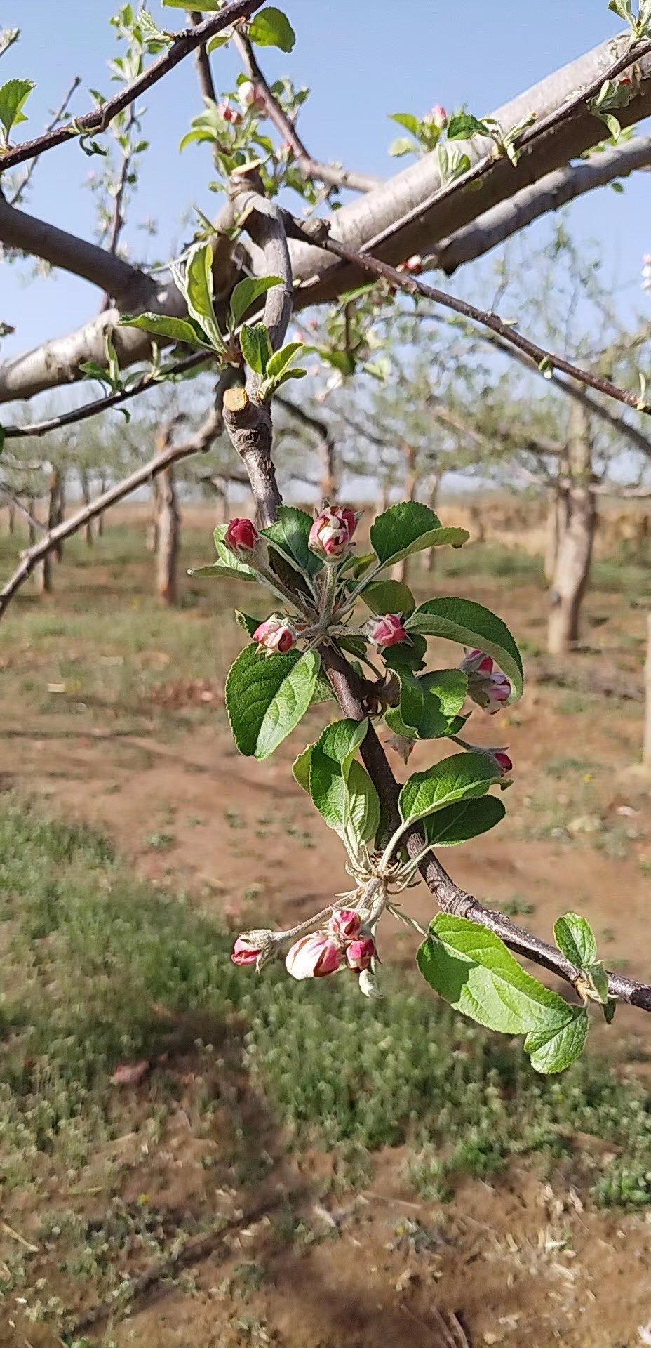花芽分化是什么意思(花芽分化通俗的解释)