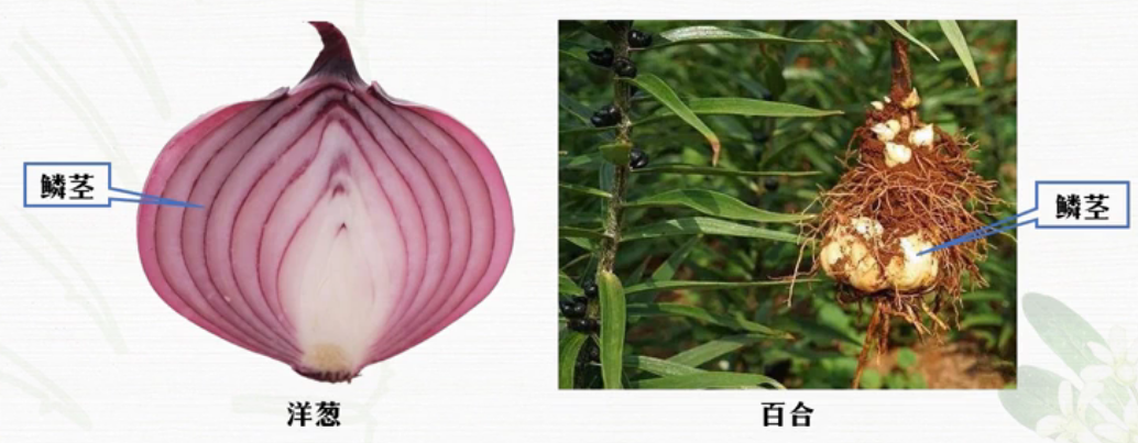 什么属于变态茎类(详解变态根的植物)